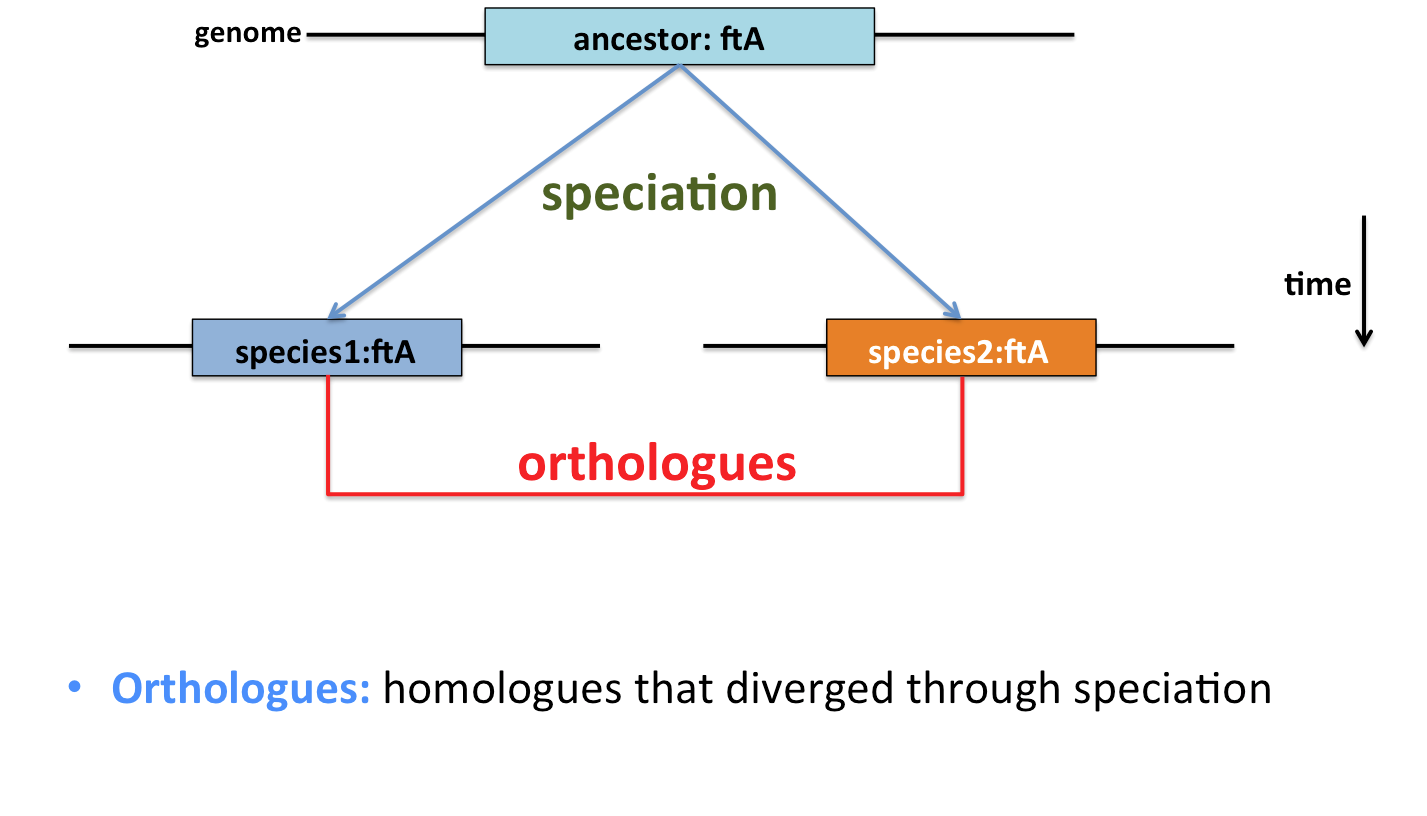 orthologues diverge by speciation