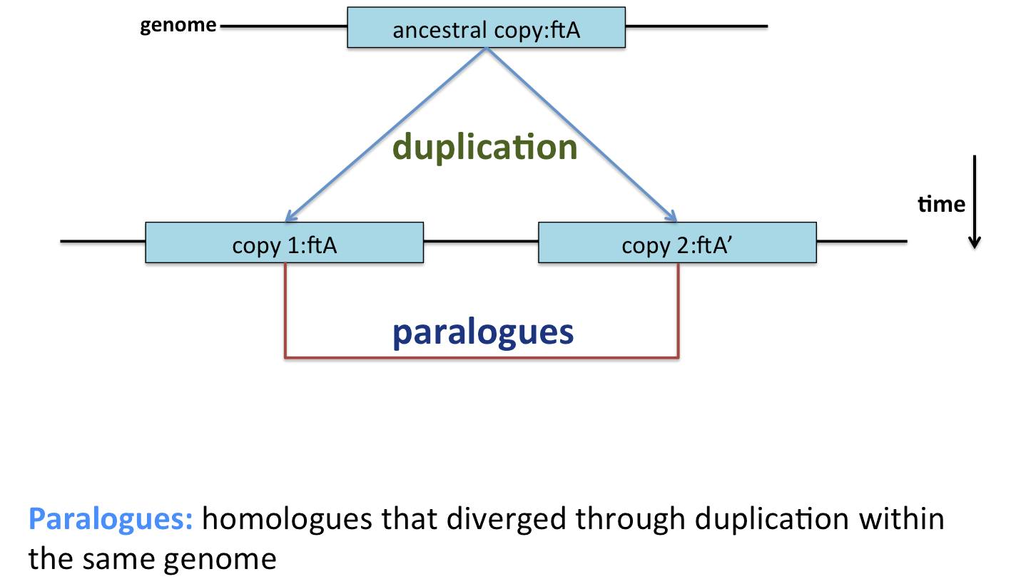 paralogues diverge by duplication