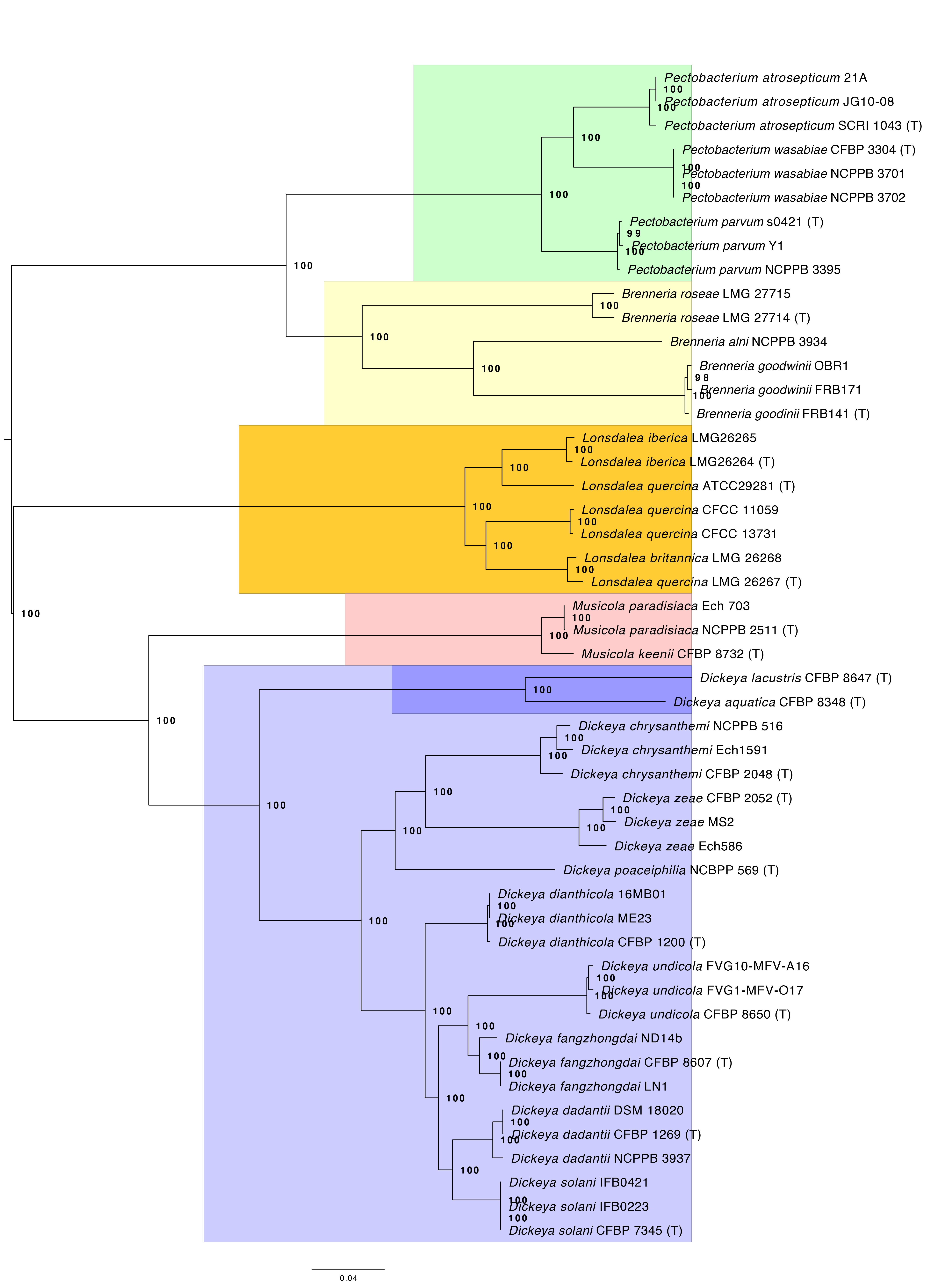 Phylogenomic tree of *Pectobacteriaceae* showing placement of *Musicola*